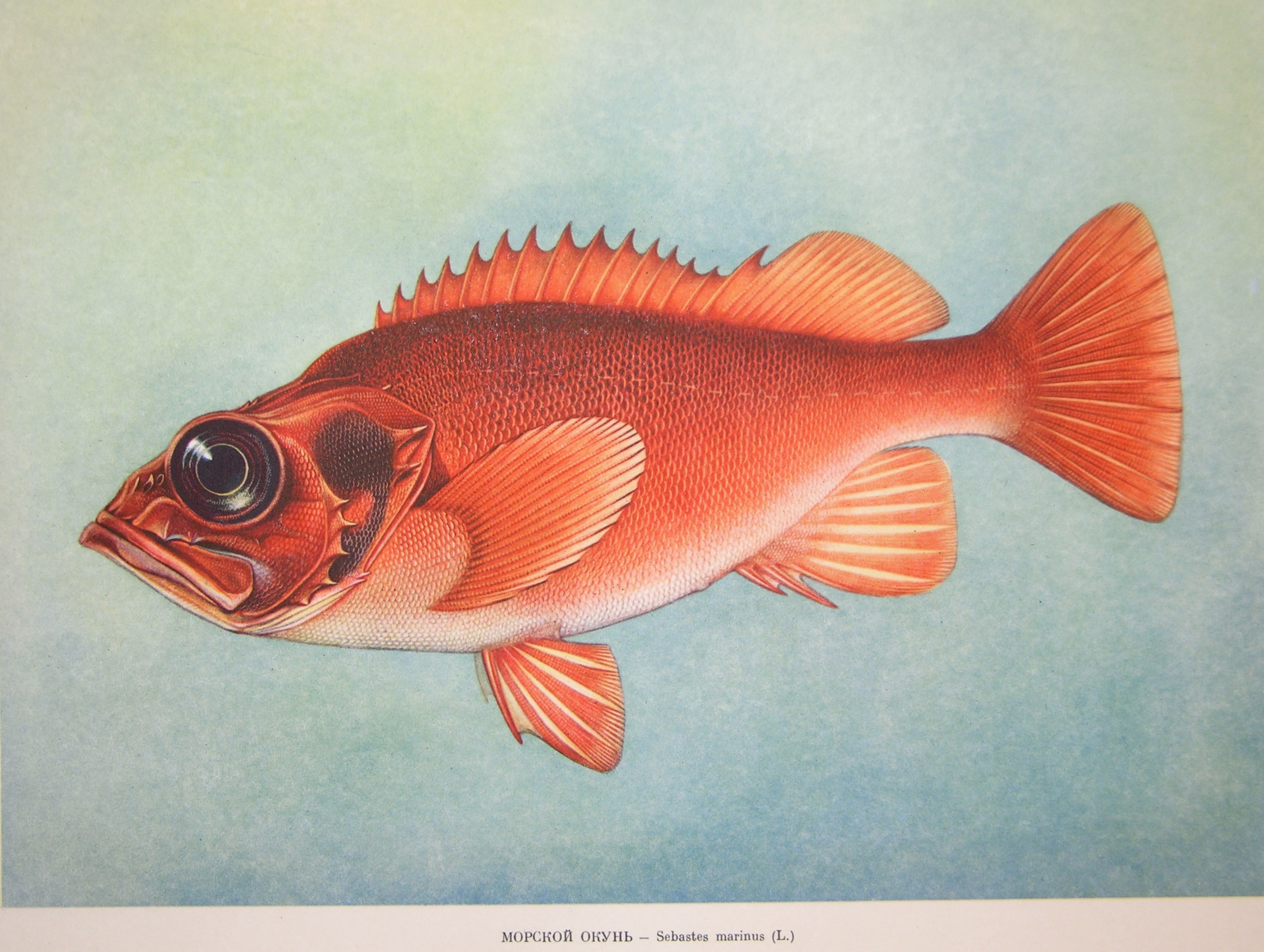 redfish wiki.jpg